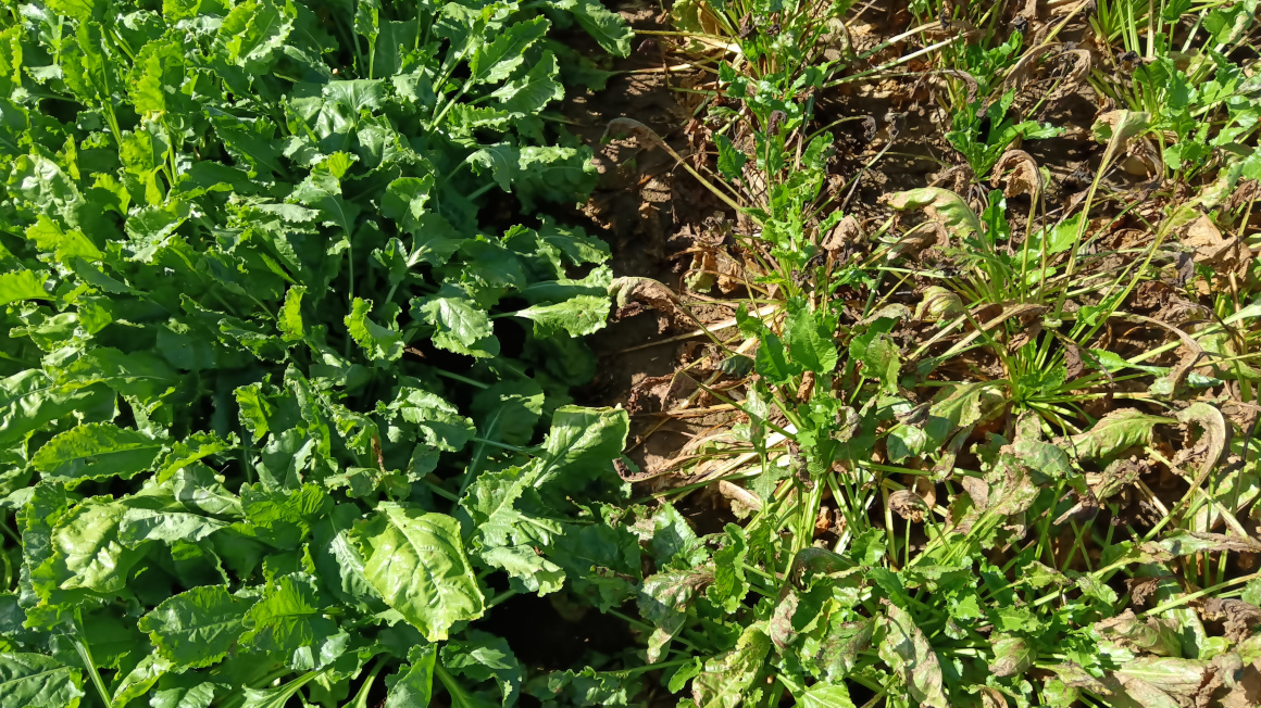 Der behandelte linken Teil des Zuckerrübenbestands ist gesund, während die unbehandelte rechte Hälfte deutlich von Pilzkrankheiten mit starken Blattnekrosen geschädigt ist.