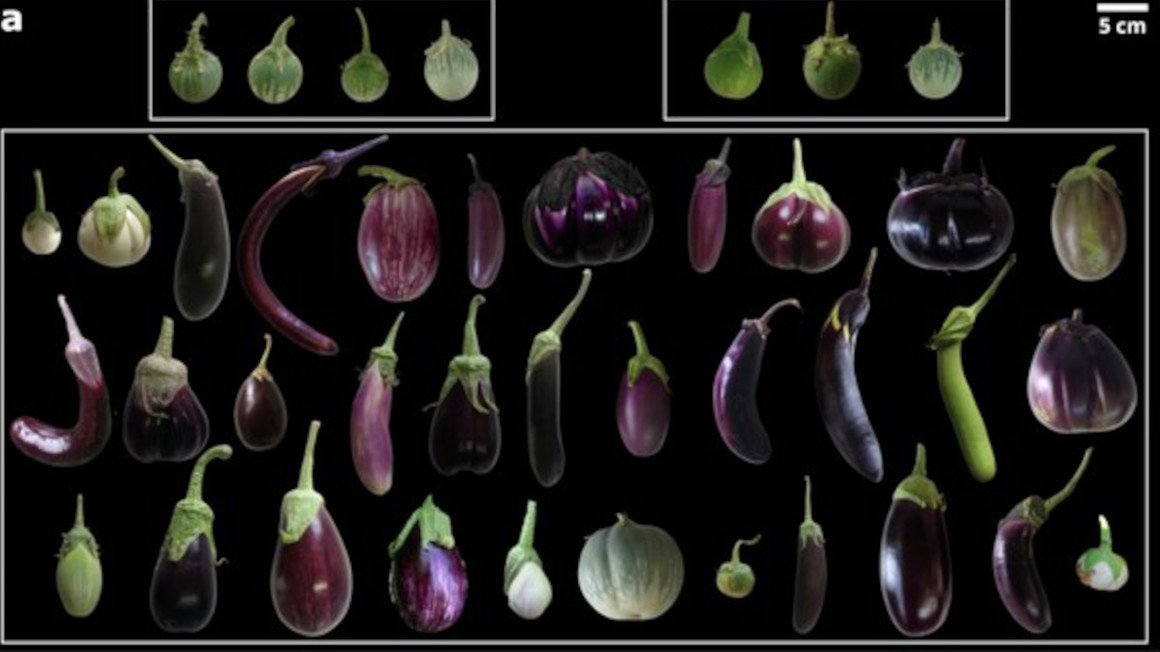 So vielfältig ist die Aubergine: Die Früchte unterschiedlicher Sorten und ihrer wilden Vorfahren. Sie unterscheiden sich deutlich in Farbe, Form und Größe – ein sichtbares Ergebnis ihrer langen Züchtungsgeschichte.