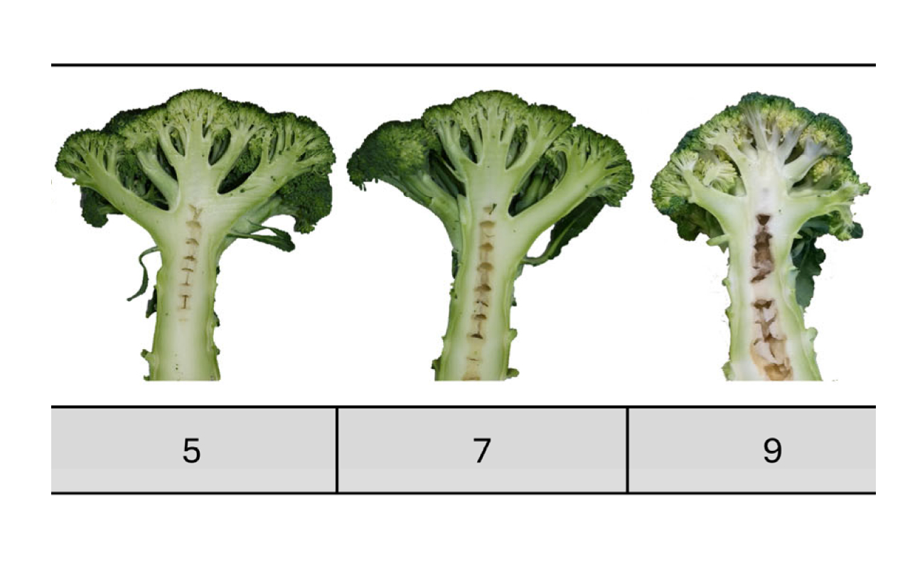 Hohlstängel in Brokkoli