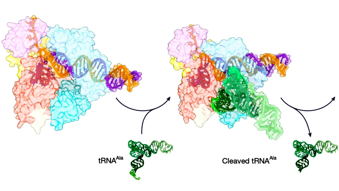 Ein Modell des neuen CRISPR-Mechanismus zum Schneiden von tRNA.