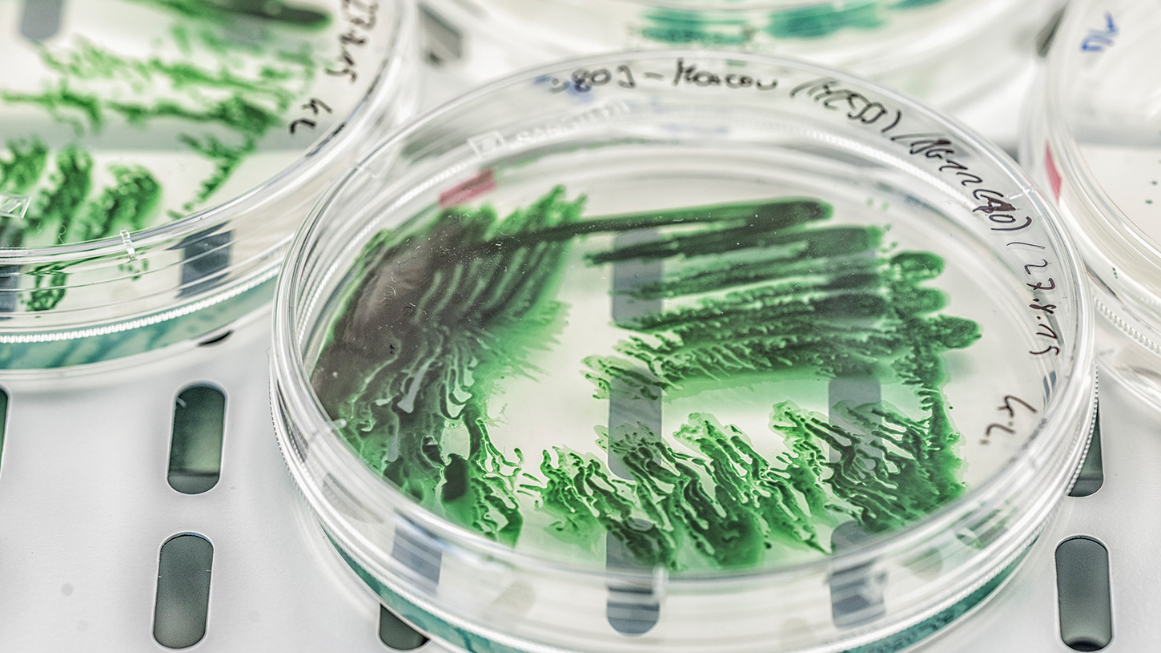 Cyanobakterien können als Biofabriken dienen.