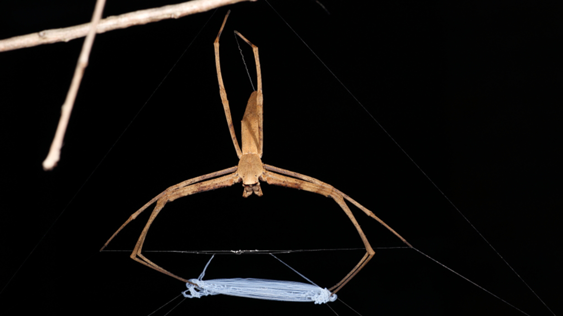 Kescherspinne mit Fangnetz.