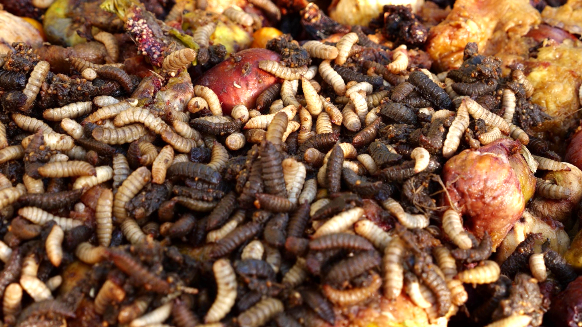 Schwarze Soldatenfliege frisst Abfall. 