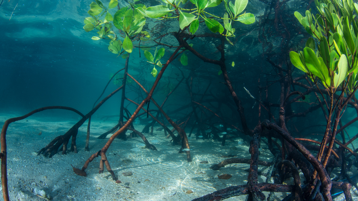 Mangroven Aufforstung