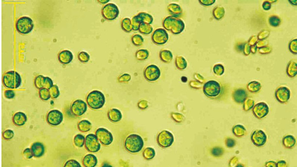 Die Mikroalge Clamydomonas ist beliebtes Forschungsobjekt von Photosynthese-Forschern.