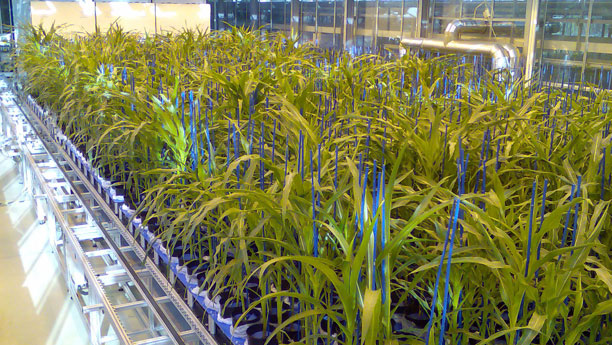 Pflanzenforschung mit Blick für das Äußere: Im Forschungsverbund DPPN werden Maisgewächse auf bestimmte Merkmale hin durchmustert.