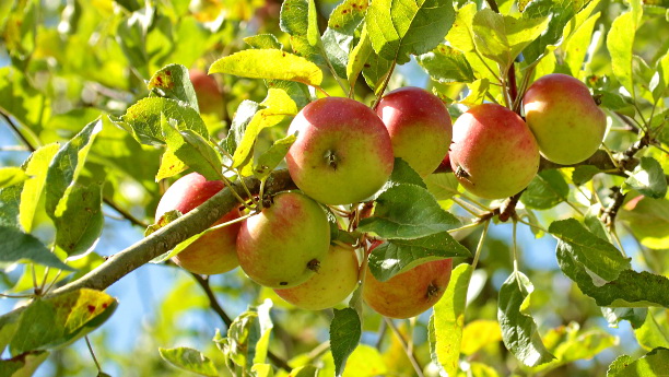 Am Apfelbaum wollen Forscher jetzt die Ursachen für die weitverbreitete und ertragsminderde Bodenmüdigkeitvon von Gehölzen untersuchen.