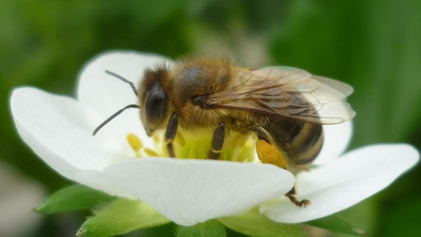 Bienen sollen als "fliegender Doktor" Erdbeeren vor Schimmelbefall schützen.