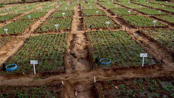 Beim Feldversuch in Tamale, Ghana, konnten die Bauern mithilfe der eingebrachten Biokohle, den Ertrag beim Salatanbau deutlich steigern.