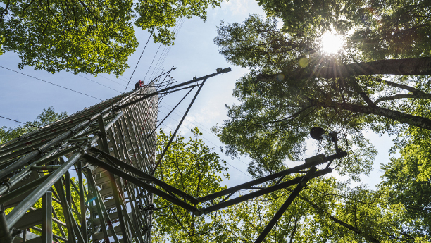Das UFZ-Wald-Klima-Observatorium wird im Rahmen von ICOS die Zusammenhänge zwischen Vegetation, Wasserhaushalt und Kohlenstoffkreislauf untersuchen.