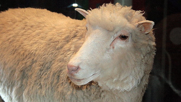 Das Schaf Dolly war das erste geklonteNutztier weltweit. (hier ausgestellt im Royal Museum of Scotland).
