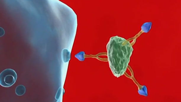 Suppremol stellt kleine Eiweißmoleküle (blau) her, die fehlgeleitete Antikörper im Körper von Autoimmunpatienten abfangen können.
