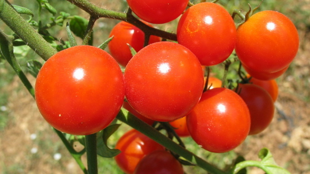 Medizinisch relevante Stoffe können in Tomaten angereichert werden, um Medikamente auf natürlicher Weise im industriellen Maßstab herzustellen.