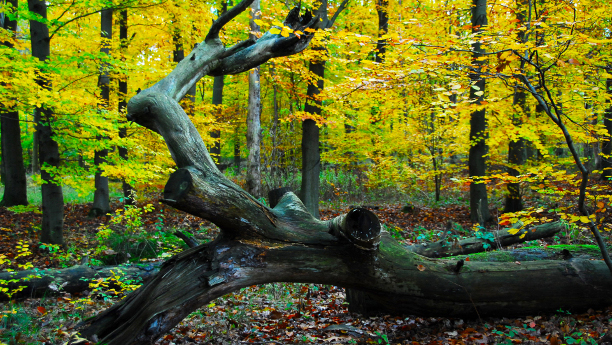Nicht nur Brennholz: Alte und absterbende Waldbäume sind Nahrungsquelle und Unterschlupft vieler Tiere und gut für das Klima.