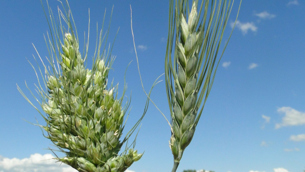 Der „Wunder-Weizens“ (links) entwickel auf Grund einer natürlichen Mutation mehr Ähren und mehr Körner als der normale Hartweizen (rechts).