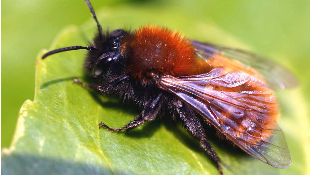 Wildbienen gehören auch in Deutschland zu den bedrohten Tierarten (im Bild: rotpelzige Sandbiene). 