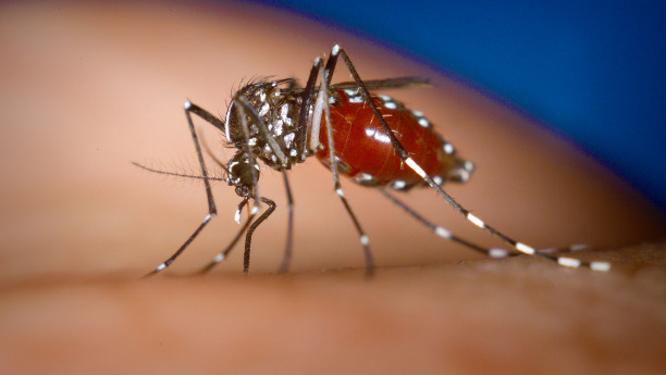 Die Weibchen der Asiatischen Tigermücke Aedes albopictus gehören zu den Überträgern von Viren wie Dengue, Chikungunya und womöglich auch Zika.