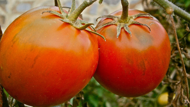 Fleckige Tomaten sind für den Handel zu hässlich und meist nur noch für den Kompost gut. Das Start-up "Querfeld" gibt der "hässlichen Ware" eine neue Chance.
