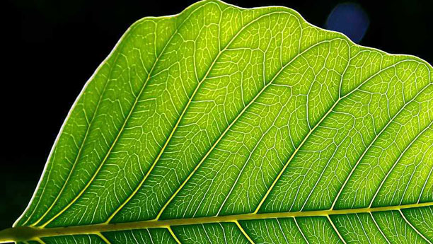 Künstliche Blätter nehmen sich die Photosyntheseorgane der Pflanzen zum Vorbild.