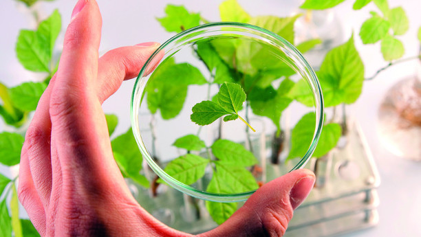 Das Genome Editing ist ein vielversprechendes Werkzeug für Pflanzenzüchter. Aber die entstehenden Pflanzen sind nicht gentechnisch verändert, sagen Forscher. Das Genome Editing ist ein vielversprechendes Werkzeug für Pflanzenzüchter. Aber die entstehenden Pflanzen sind nicht gentechnisch verändert, sagen Forscher.