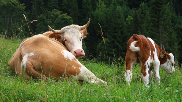 Eine seit vielen Generationen existierende Genmutation im Erbgut von Fleckvieh-Rindern macht Kälber krank.