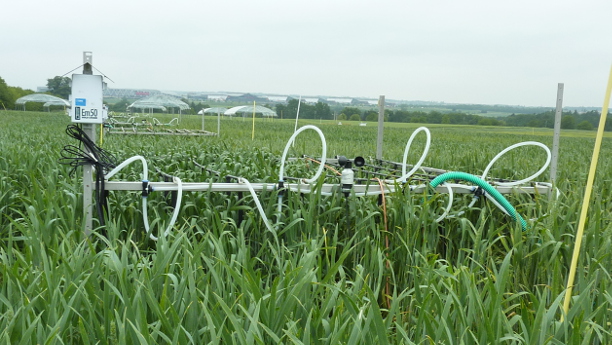 Mit dem FACE-System können die Hohenheimer Forscher den CO2-Gehalt der Pflanzen auch im Feld nachstellen.