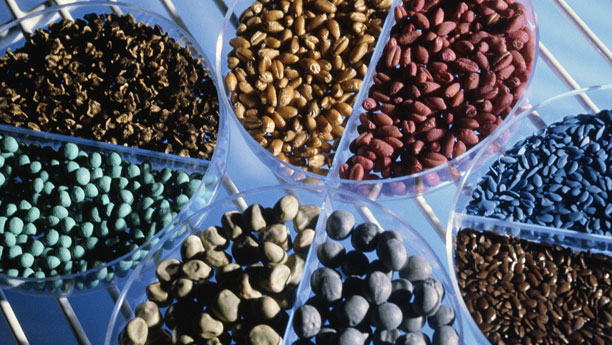 Mit dem Kauf von Monsanto wäre Bayer der weltgrößte Agrarchemie-Hersteller. In den Petrischalen lagert behandeltes Saatgut (Weizen, Zuckerrüben, Erbsen).