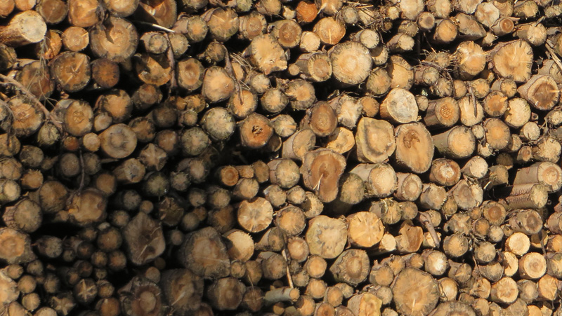 Die Nachfrage nach dem Rohstoff Holz wächst, daher sind nachhaltige Holzverarbeitungsprozesse gefragter denn je.  