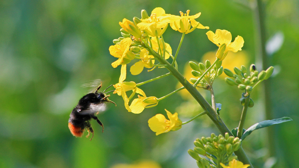 Ökologisch bewirtschaftete Äcker bieten zahlreichen Wildbienen- und Pflanzenarten einen Lebensraum. 