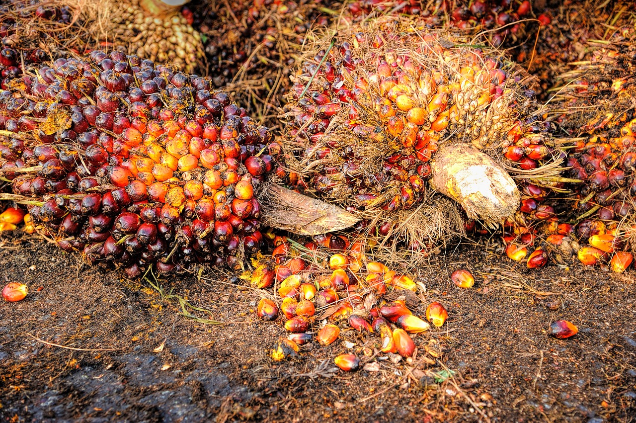 Palmöl-Früchte