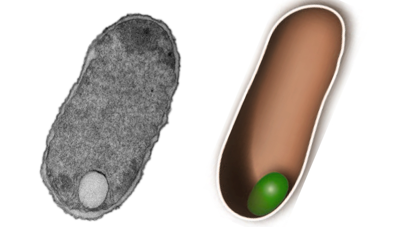 Bakterienzelle mit Designer-Organelle - solche synthetische Hohlgebilde könnten sich als Reaktionsräume für biotechnologische Prozesse eignen.