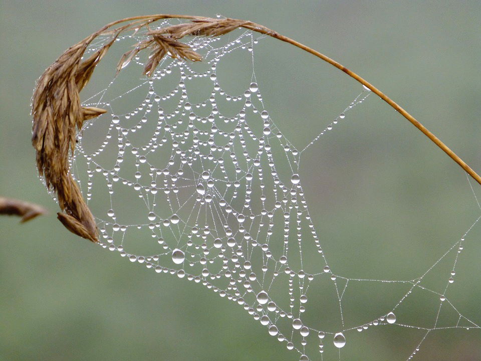 spinnennetz spinnenseide