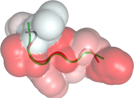 Computermodell eines rational modellierten Peptids.