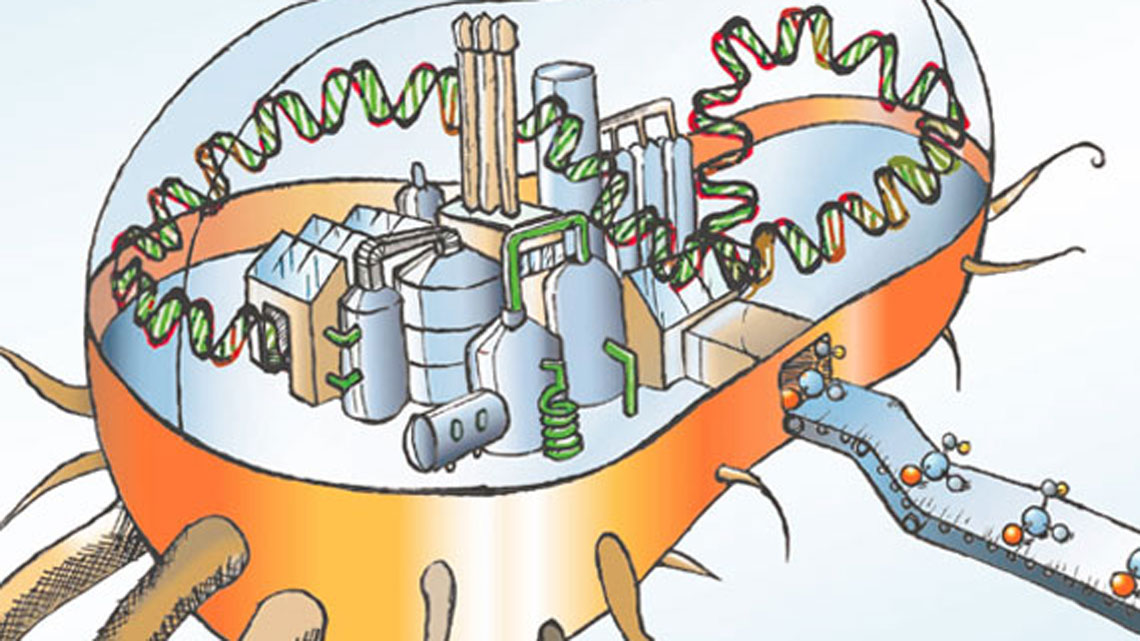 Die Zelle als Chemiefabrik - Illustration