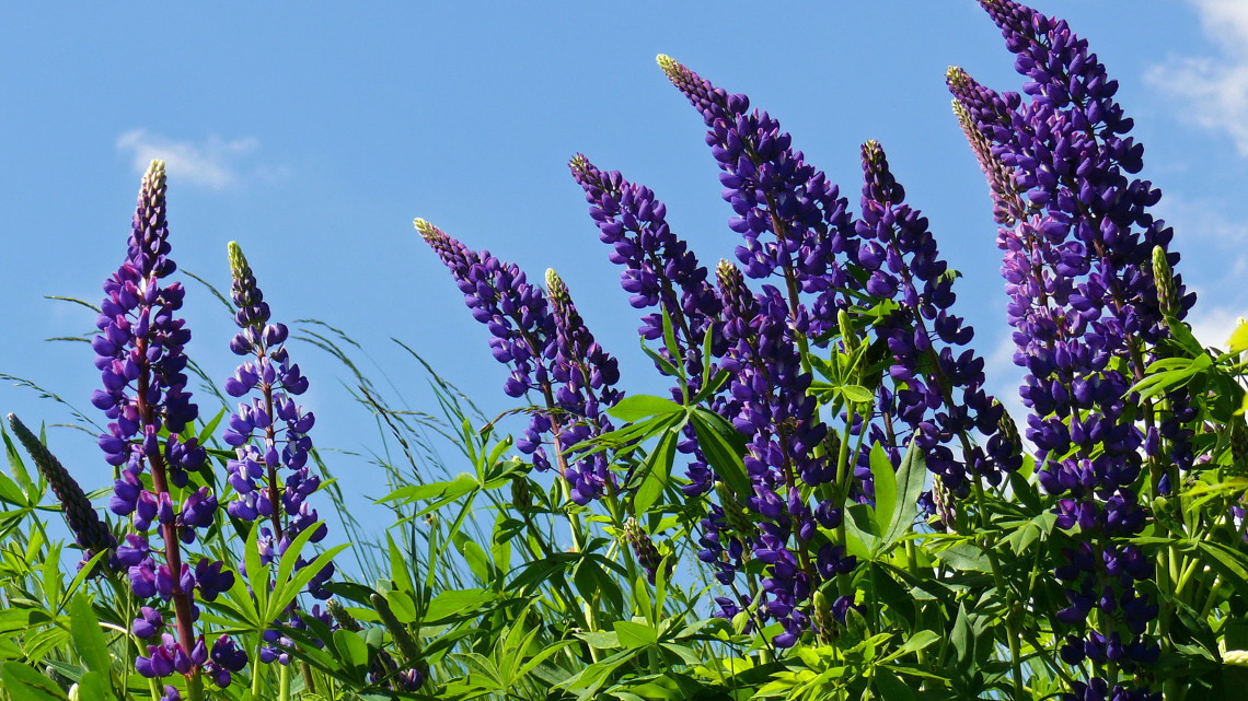 Die Mizellenproteine der blauen Süßlupine sind gesund und haben eine hohe Klebrigkeit., 