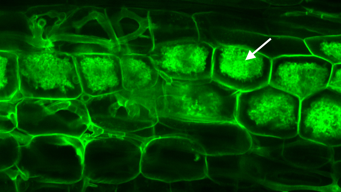 Unter dem Mikroskop ist zusehen, wie der AM-Pilz (grün) die innere Wurzelrinde erreicht und dort die Arbuskeln bildet.