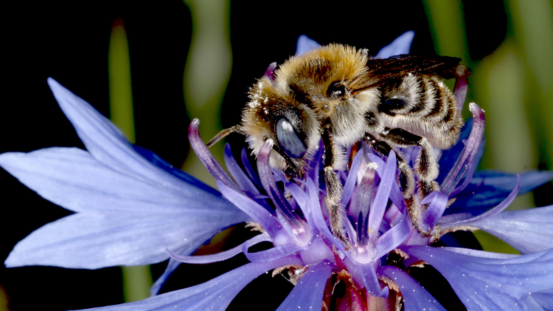 Die Mohnbiene ist bundesweit stark im Bestand gefährdet und eine typische Bienenart der Agrarlandschaft.