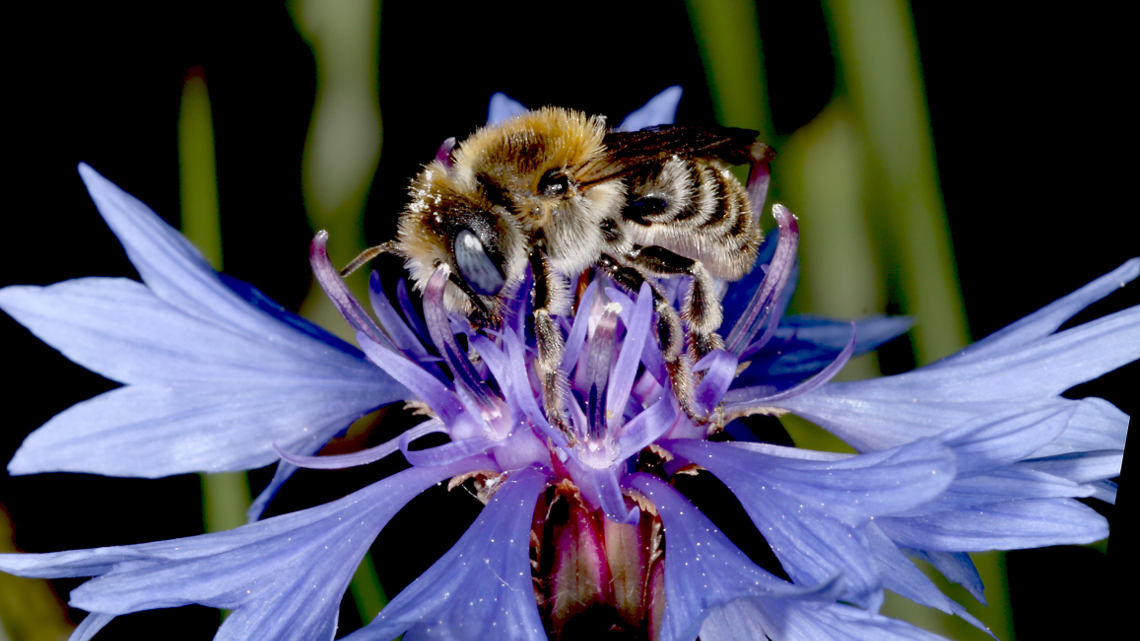 Die Mohnbiene ist bundesweit stark im Bestand gefährdet und eine typische Bienenart der Agrarlandschaft. 