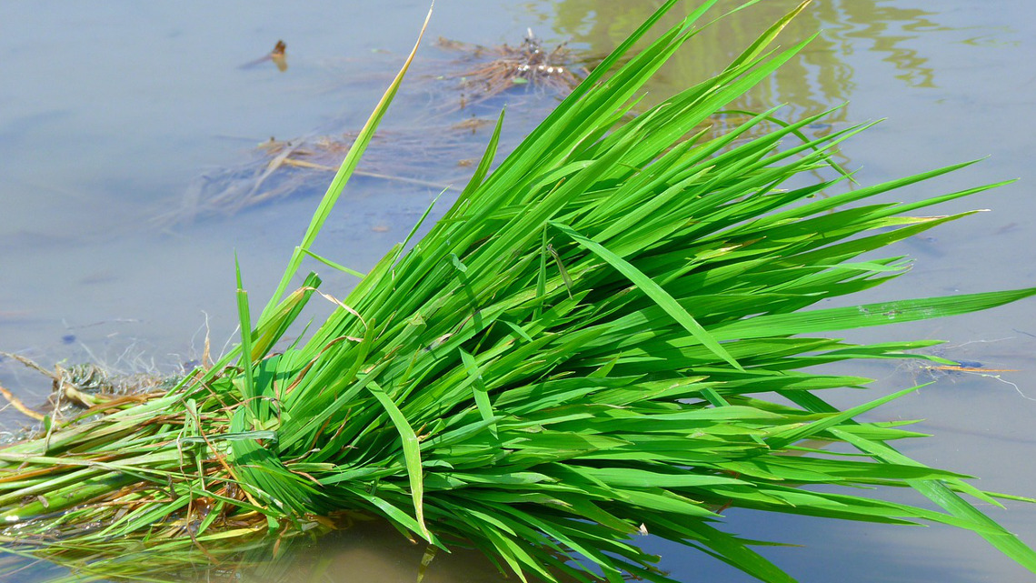Reispflanze im Wasser