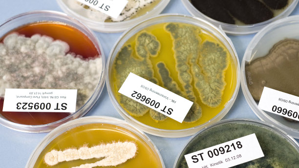 Pilzkulturen aus der Sanofi-Naturstoffsammlung in Petrischalen