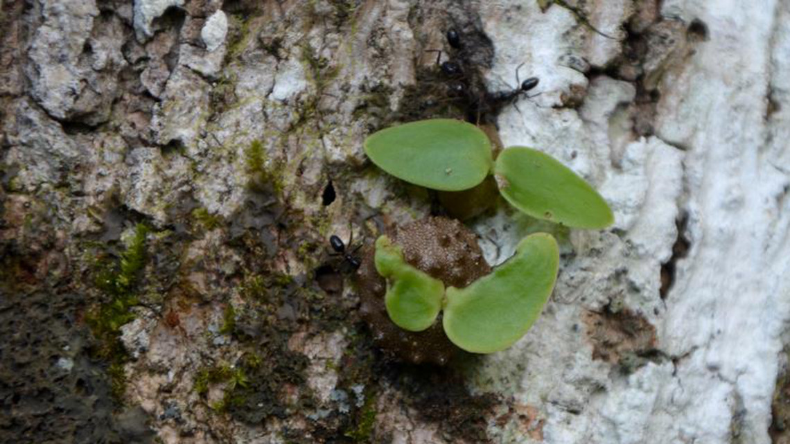 Ameisen auf Fiji züchten in den baumwipfeln Kaffeepflanzen und nutzen die Gewächse als Unterschlupf.