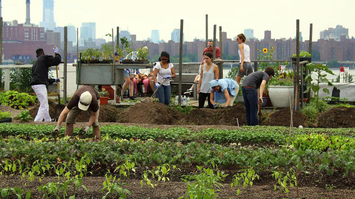 Gemüseanbau wie hier auf einem Dachgarten in New York wird auch in Berlin immer beliebter.