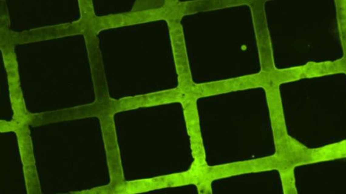 Im mikroskopischen Fluoreszenzbild lassen sich die Strukturen aus Molekülen erkennen, die zu Testzwecken auf die bioabbaubare Beschichtung gedruckt wurden.