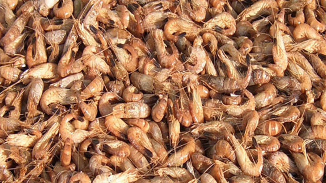 Krabbenschalen, Inhaltsstoff Chitosan als pflanzenschutz