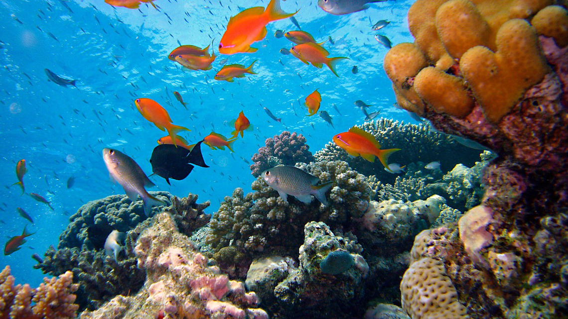 Tiefsee, biologische vielfalt der Ozeane untersucht