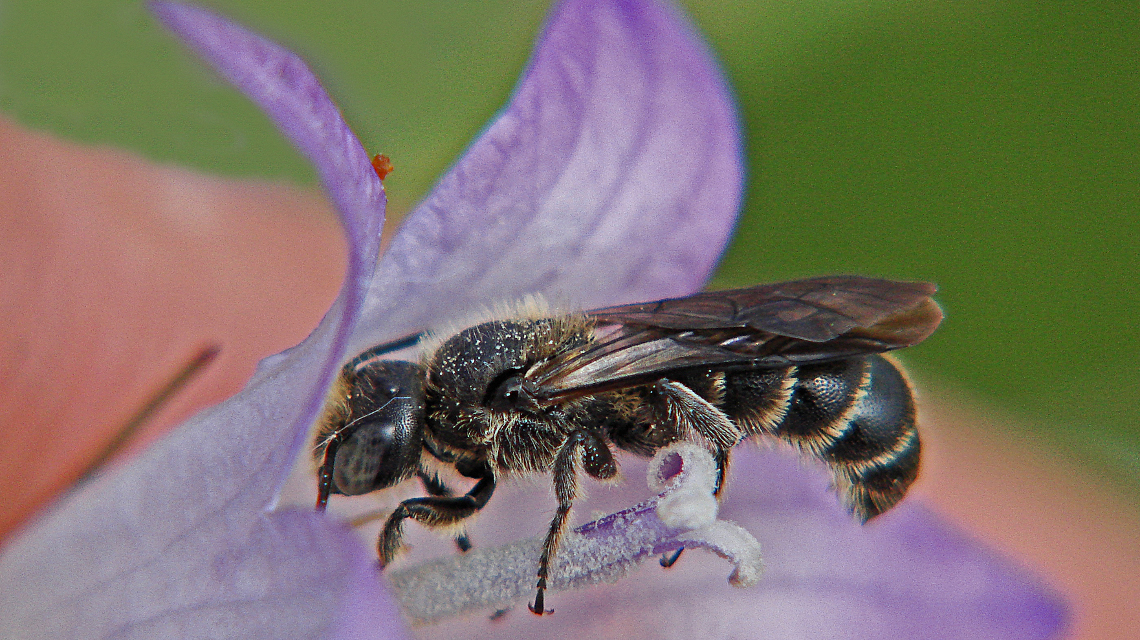 Besonders gefährdet durch diesen Domino-Effekt sind Tierarten, wie die Glockenblumen-Scherenbiene.