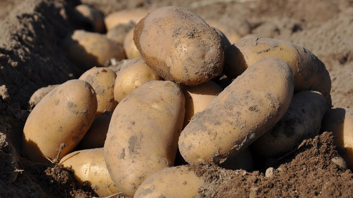 Kartoffeln, robust, Virenresisistenz, Smart Breeding