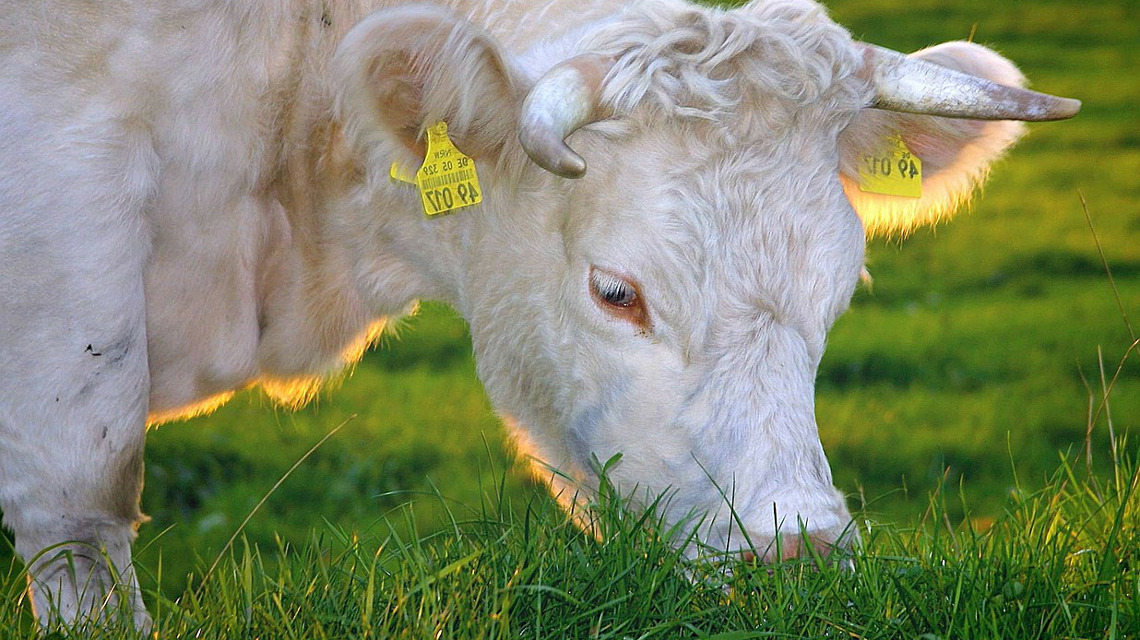 Kuh auf der weide, gesundes Tierfutter 
