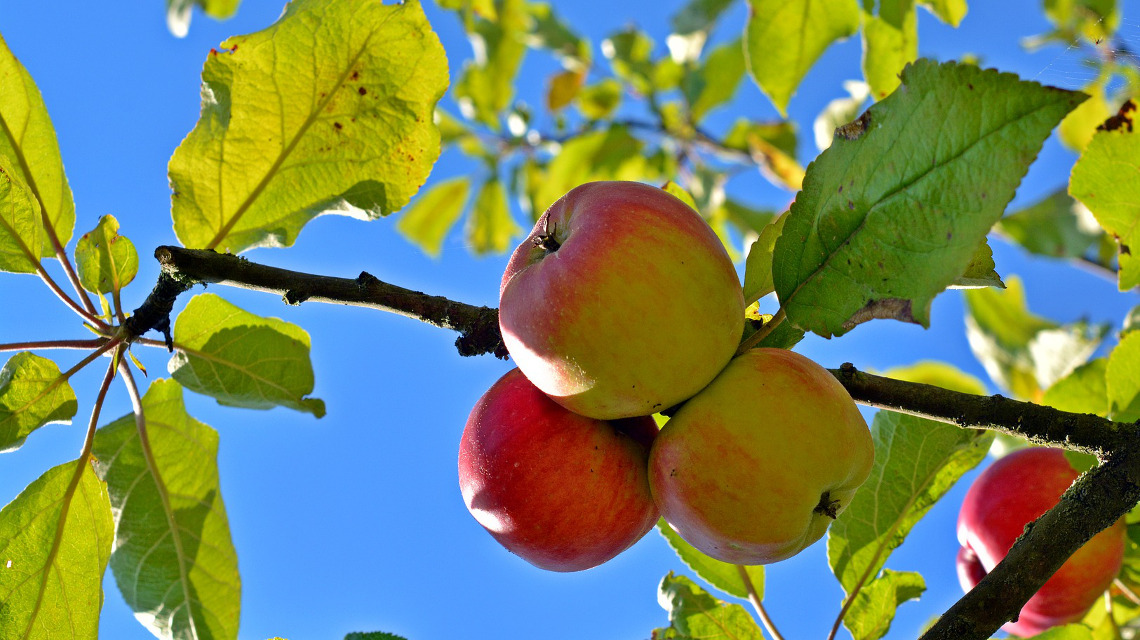 Apfelbäume vor Schädlingsbefall schützen