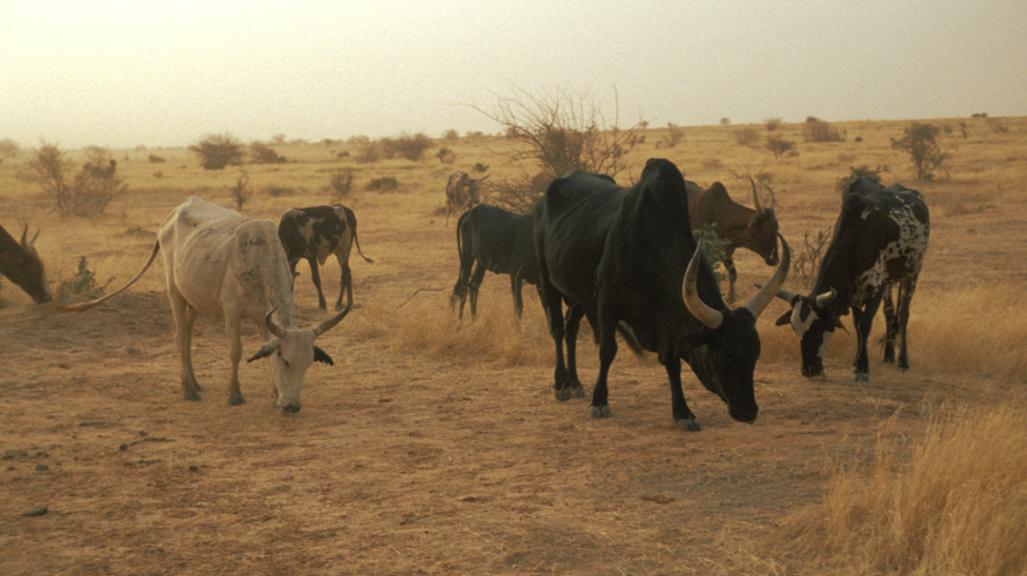 Rinder in der Sahelzone, geringere Nährwert der Futterpflanzen verantwortlich für wachsenden Methanausstoß der Viehe